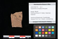 Foto (Objekt + Etikett) von Glyptostrobus europaeus Brongniart (NHMW-GEO-2024-0188-0150)